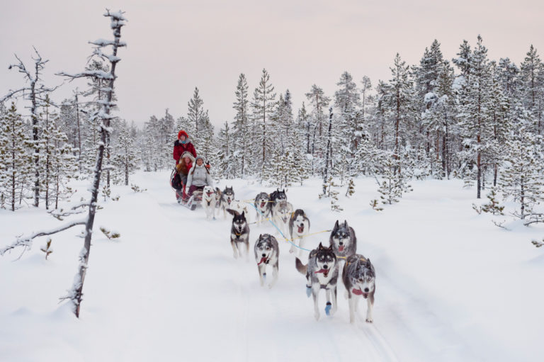 Dog sledging with huskies